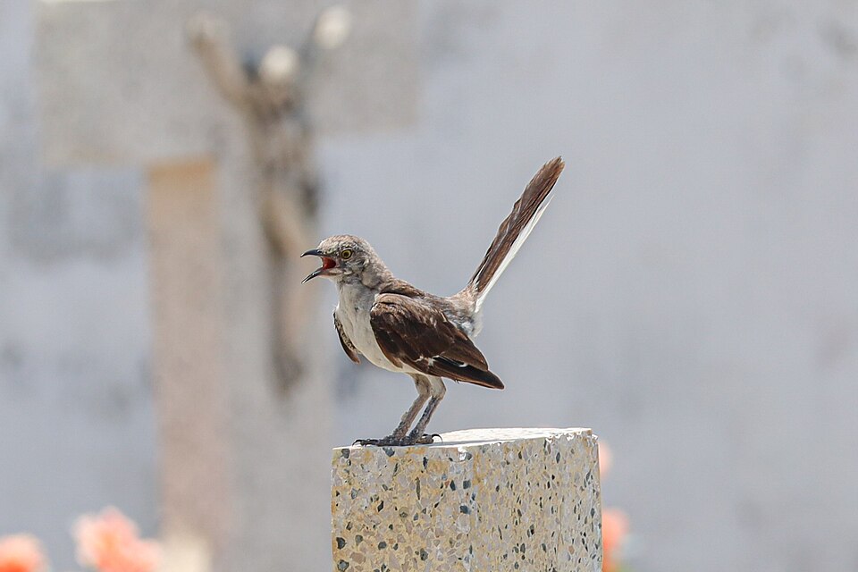 Northern Mockingbird, the state bird of Florida